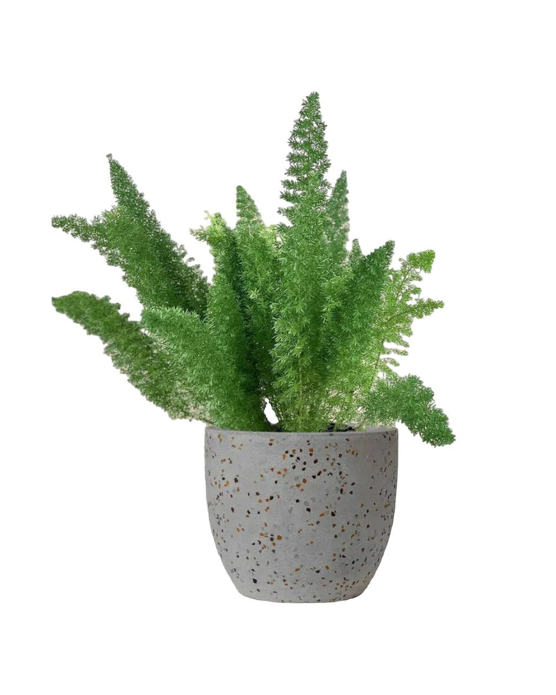 Asparagus Densiflorus - egg pot - small/grey - Just plant - Tumbleweed Plants - Online Plant Delivery Singapore