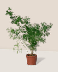 Asparagus Myriocladus - grow pot - Potted plant - Tumbleweed Plants - Online Plant Delivery Singapore