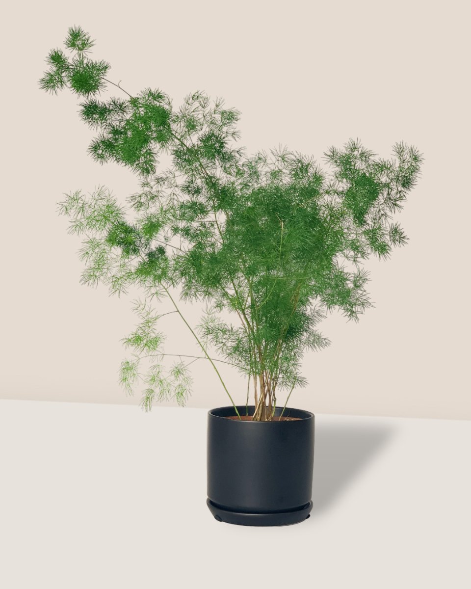 Asparagus Myriocladus - little cylinder black with tray planter - Potted plant - Tumbleweed Plants - Online Plant Delivery Singapore