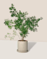 Asparagus Myriocladus - smoffy cement planter - round - Potted plant - Tumbleweed Plants - Online Plant Delivery Singapore