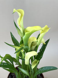 Assorted Calla Lily - grow pot - Potted plant - Tumbleweed Plants - Online Plant Delivery Singapore