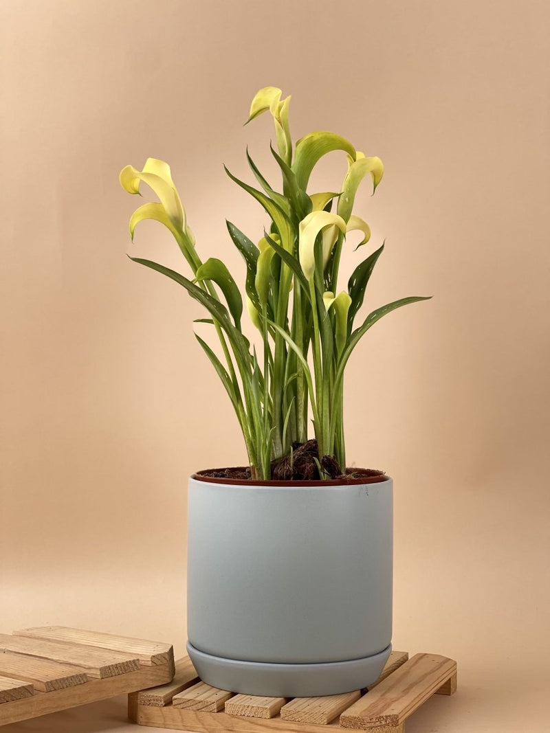 Assorted Calla Lily - grow pot - Potted plant - Tumbleweed Plants - Online Plant Delivery Singapore