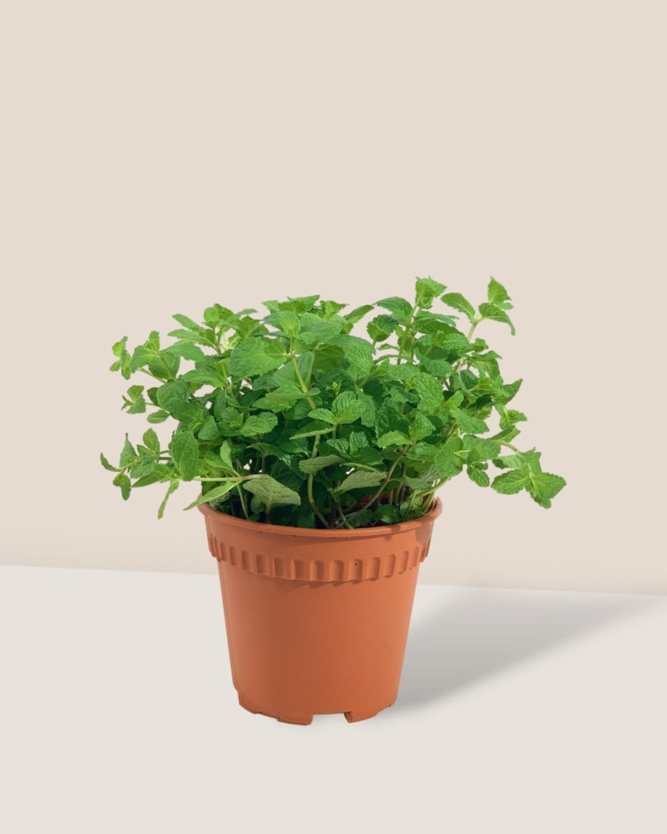 Assorted Mint Plant - grow pot - Potted plant - Tumbleweed Plants - Online Plant Delivery Singapore