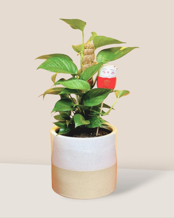 Auspicious Money Plant - Gifting plant - Tumbleweed Plants - Online Plant Delivery Singapore