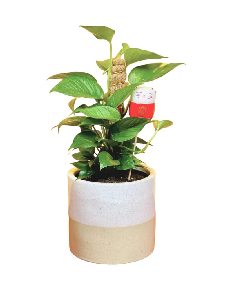 Auspicious Money Plant - Gifting plant - Tumbleweed Plants - Online Plant Delivery Singapore