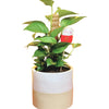 Epipremnum Money Plant (0.3m)