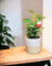 Epipremnum Money Plant (0.3m)