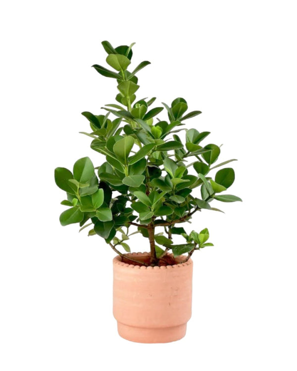 Autograph Plant - terracotta dotted - Gifting plant - Tumbleweed Plants - Online Plant Delivery Singapore