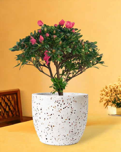 Azalea Flower - egg pot - small/white - Gifting plant - Tumbleweed Plants - Online Plant Delivery Singapore