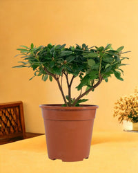 Azalea Flower - grow pot - Gifting plant - Tumbleweed Plants - Online Plant Delivery Singapore