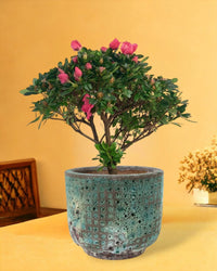 Azalea Flower - xi'an planter - Gifting plant - Tumbleweed Plants - Online Plant Delivery Singapore