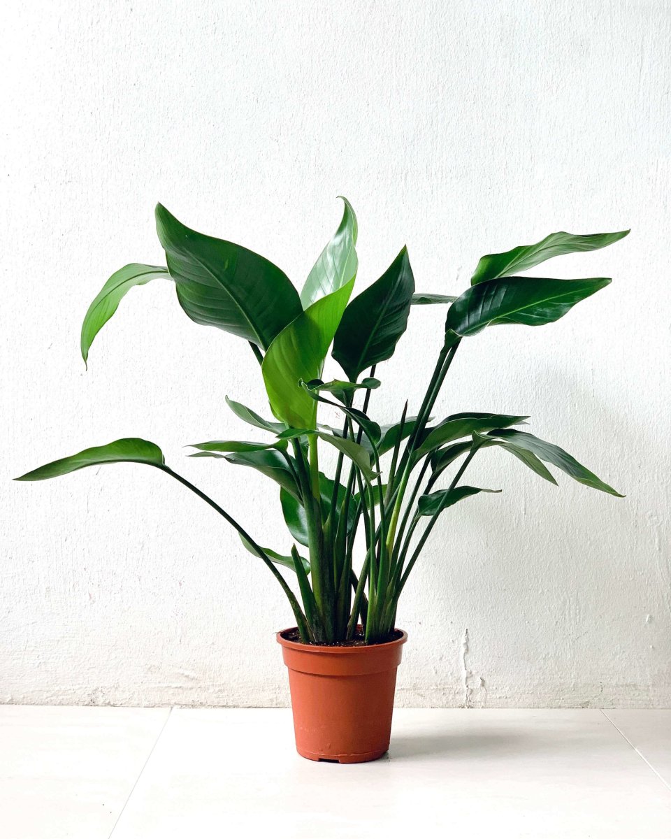 Baby Bird of Paradise in Mid Century Plant Stand - grow pot - Gifting plant - Tumbleweed Plants - Online Plant Delivery Singapore