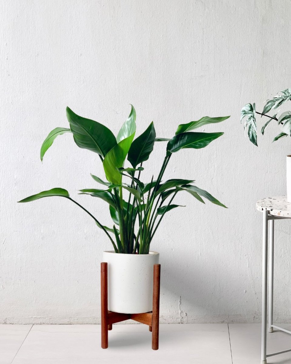 Baby Bird of Paradise in Mid Century Plant Stand - mid century plant stand - Gifting plant - Tumbleweed Plants - Online Plant Delivery Singapore