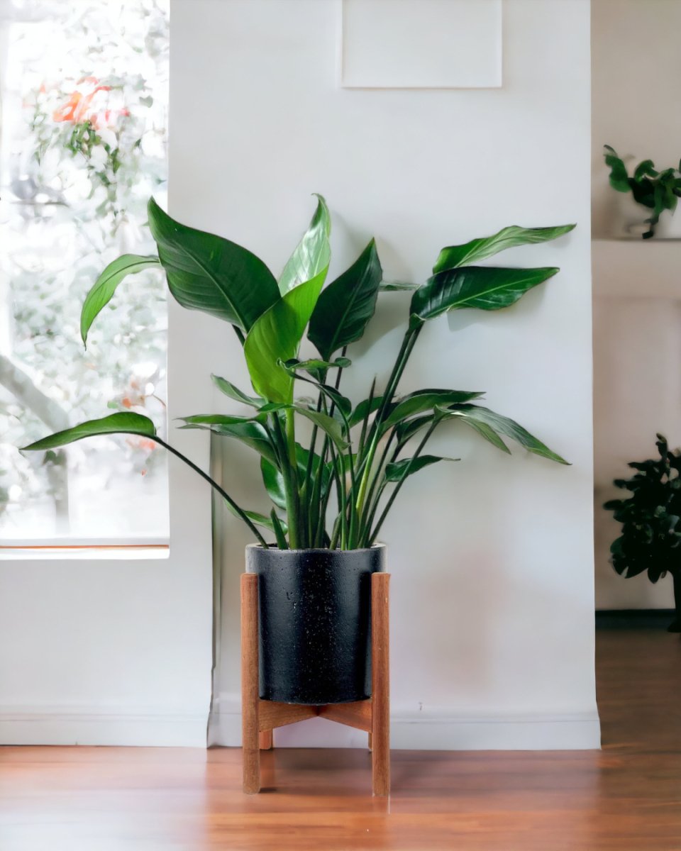 Baby Bird of Paradise - mid century plant stand - Gifting plant - Tumbleweed Plants - Online Plant Delivery Singapore