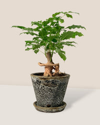 Baby China Doll Bonsai - brown moon pot - v shape - Potted plant - Tumbleweed Plants - Online Plant Delivery Singapore