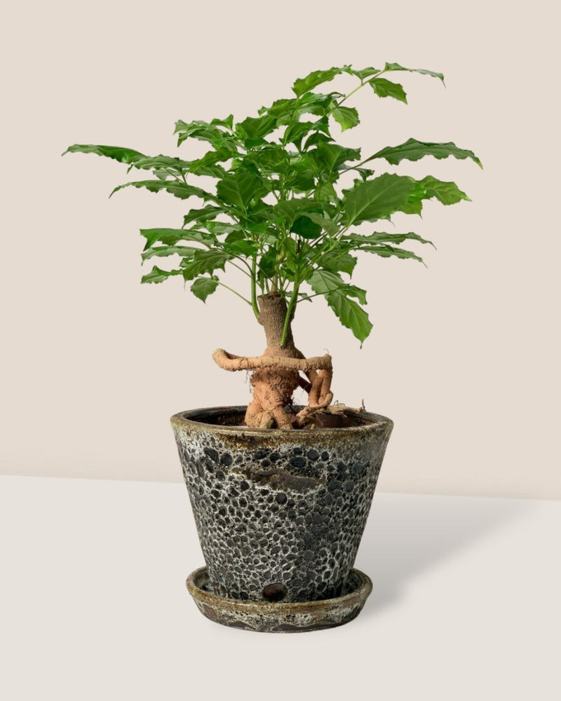 Baby China Doll Bonsai - Potted plant - Tumbleweed Plants