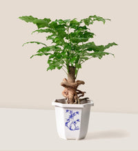 Baby China Doll Bonsai - grow pot - Potted plant - Tumbleweed Plants - Online Plant Delivery Singapore