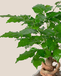 Baby China Doll Bonsai - grow pot - Potted plant - Tumbleweed Plants - Online Plant Delivery Singapore