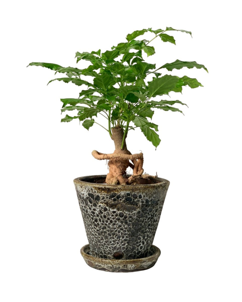 Baby China Doll Bonsai - jade sea cone - Potted plant - Tumbleweed Plants - Online Plant Delivery Singapore