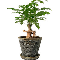 Baby China Doll Bonsai (0.4m)