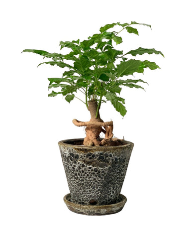 Baby China Doll Bonsai (0.4m)