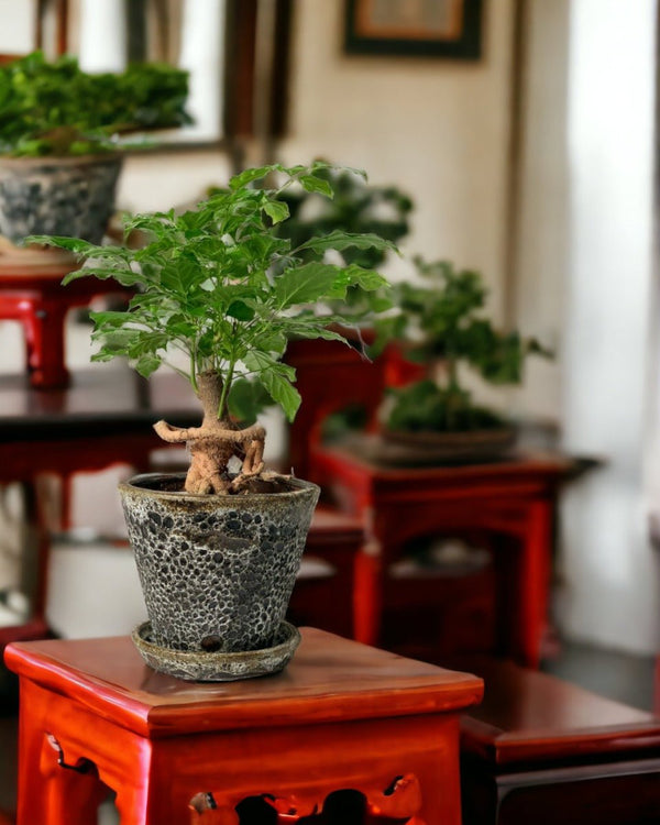 Baby China Doll Bonsai - jade sea cone - Potted plant - Tumbleweed Plants - Online Plant Delivery Singapore