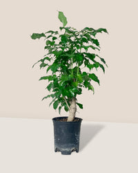 Baby China Doll Tree - grow pot - Potted plant - Tumbleweed Plants - Online Plant Delivery Singapore