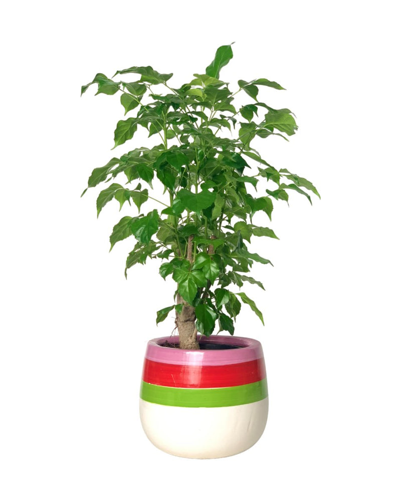 Baby China Doll Tree - little cylinder black with tray planter - Potted plant - Tumbleweed Plants - Online Plant Delivery Singapore