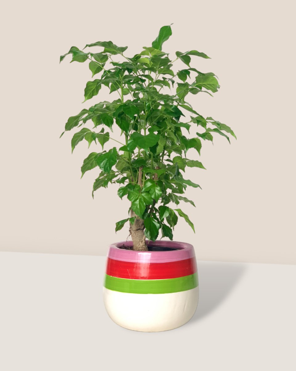 Baby China Doll Tree - poppy color planter - ariel - Potted plant - Tumbleweed Plants - Online Plant Delivery Singapore