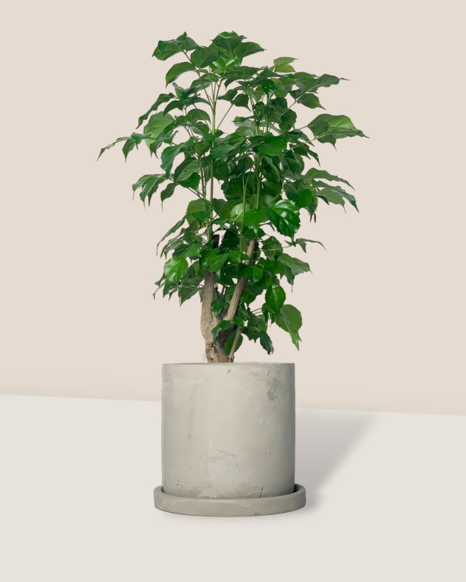Baby China Doll Tree - smoffy cement planter - round - Potted plant - Tumbleweed Plants - Online Plant Delivery Singapore