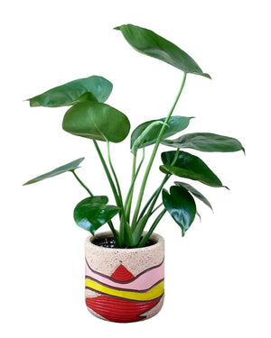 Baby Monstera Deliciosa - landscape pot - mars - Potted plant - Tumbleweed Plants - Online Plant Delivery Singapore
