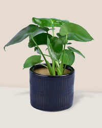 Baby Monstera Deliciosa - pocky pot black - Potted plant - Tumbleweed Plants - Online Plant Delivery Singapore
