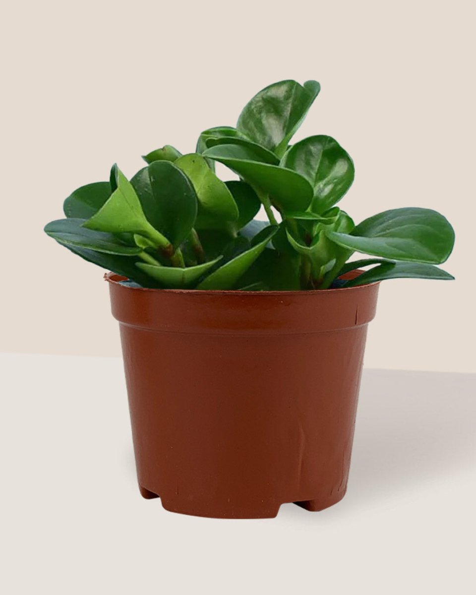 Baby Rubber Plant - grow pot - Potted plant - Tumbleweed Plants - Online Plant Delivery Singapore