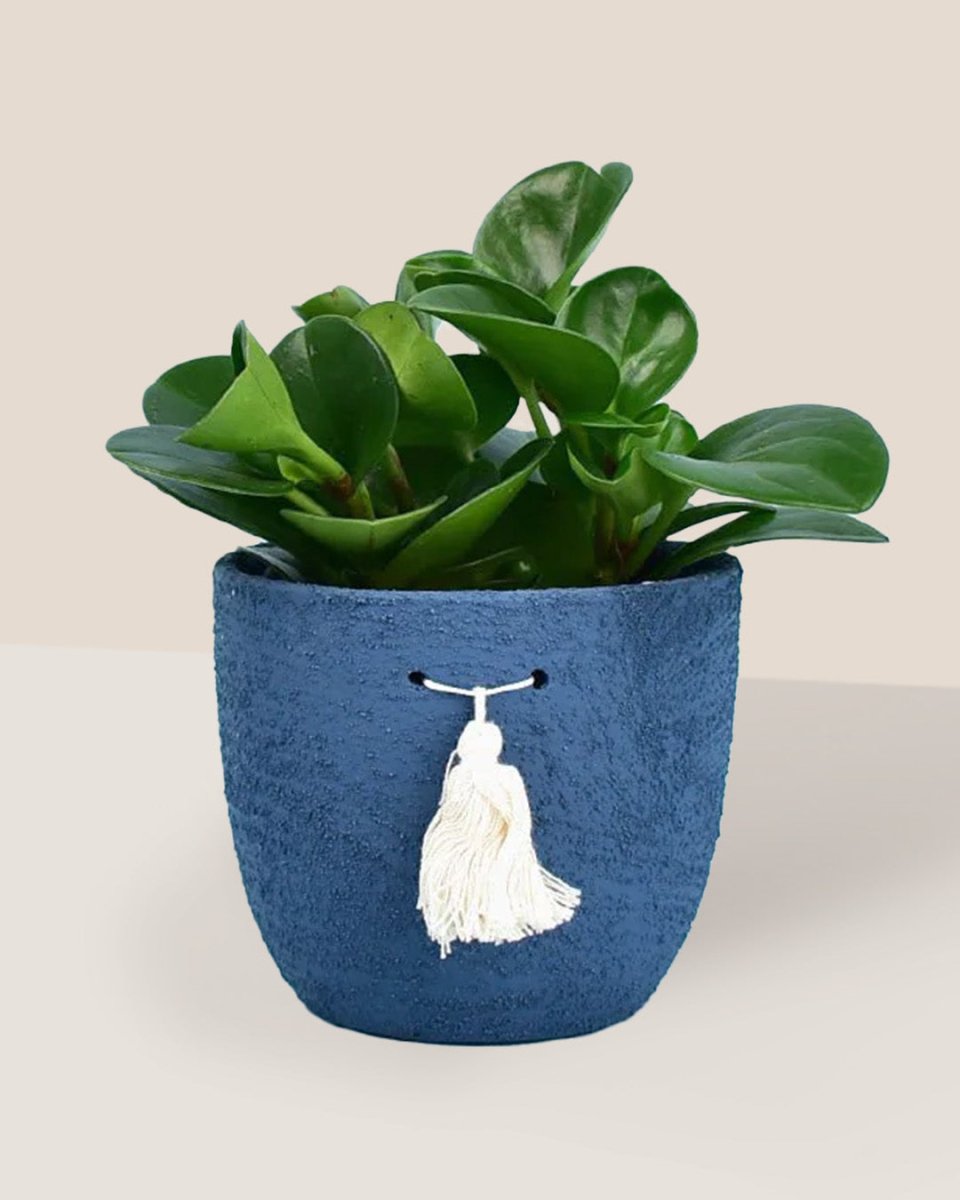 Baby Rubber Plant - tassel pot - blue - Potted plant - Tumbleweed Plants - Online Plant Delivery Singapore