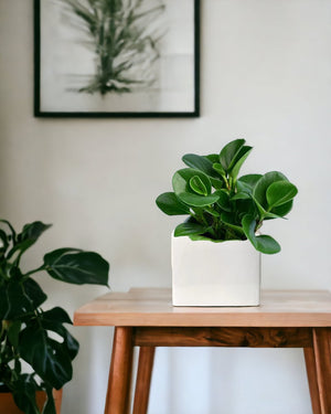 Baby Rubber Plant paired with bondi cube