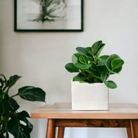 Peperomia - Rubber Plant