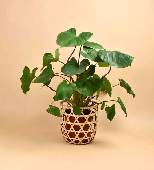 Bamboo Basket - Basket - Tumbleweed Plants - Online Plant Delivery Singapore
