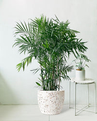 Bamboo Palm - egg pots - white/large - Potted plant - Tumbleweed Plants - Online Plant Delivery Singapore