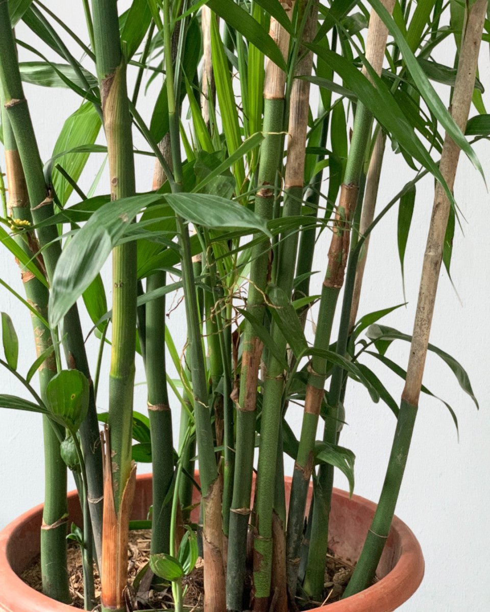 Bamboo Palm - grow pot - Potted plant - Tumbleweed Plants - Online Plant Delivery Singapore