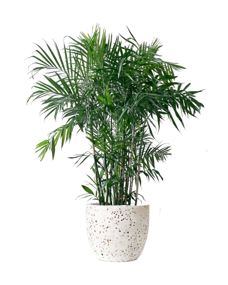 Bamboo Palm - tulip pots - black - Potted plant - Tumbleweed Plants - Online Plant Delivery Singapore