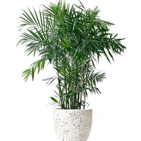 Bamboo Palm