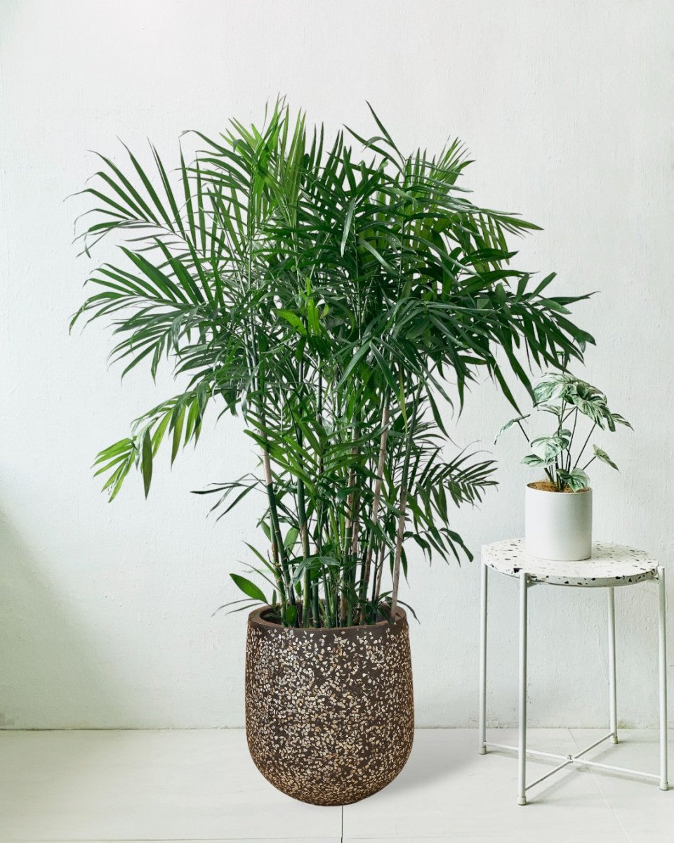 Bamboo Palm - tulip pots - black - Potted plant - Tumbleweed Plants - Online Plant Delivery Singapore