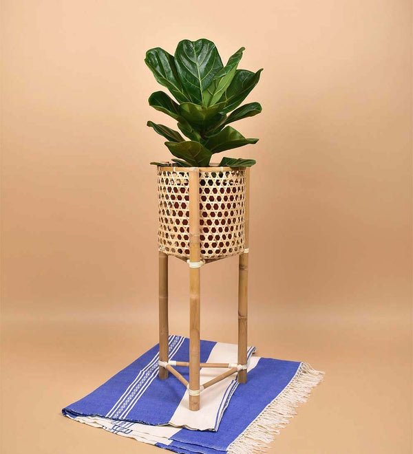 Bamboo Stands - Stand - Tumbleweed Plants - Online Plant Delivery Singapore