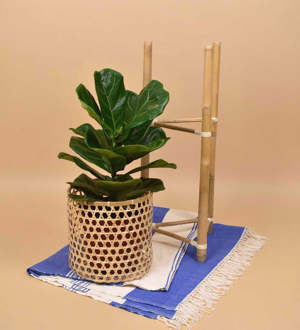 Bamboo Stands - Stand - Tumbleweed Plants - Online Plant Delivery Singapore