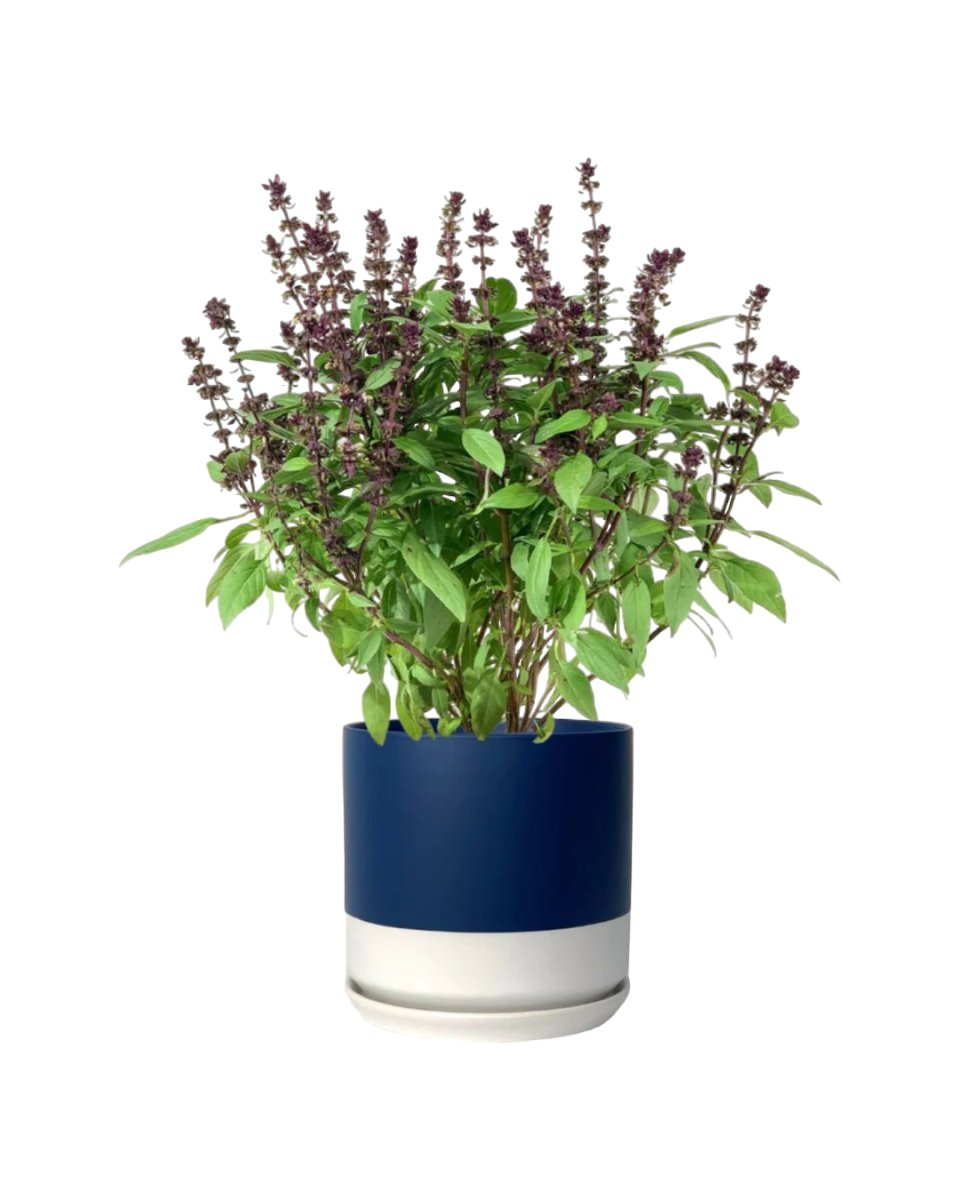 Basil Flower - blue white two tone pot - Potted plant - Tumbleweed Plants - Online Plant Delivery Singapore