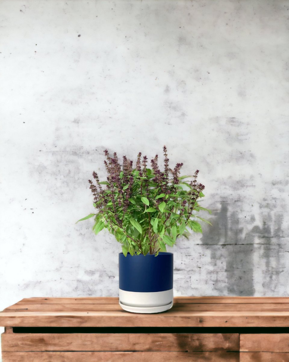 Basil Flower - blue white two tone pot - Potted plant - Tumbleweed Plants - Online Plant Delivery Singapore