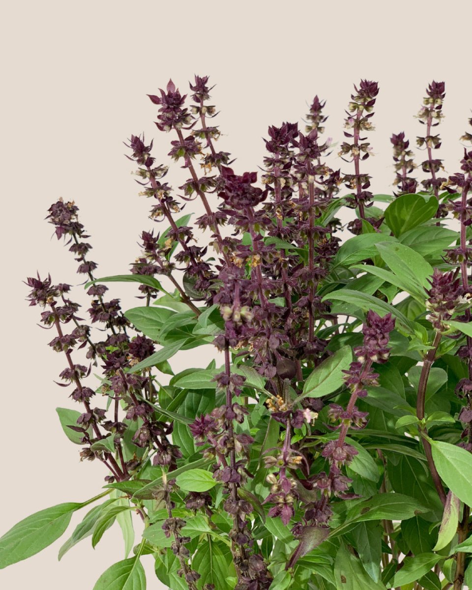 Basil Flower Potted plant Tumbleweed Plants