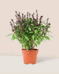 Basil Flower - grow pot - Potted plant - Tumbleweed Plants - Online Plant Delivery Singapore