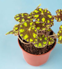 Begonia 'Tiger Paws' - Just plant - Tumbleweed Plants - Online Plant Delivery Singapore