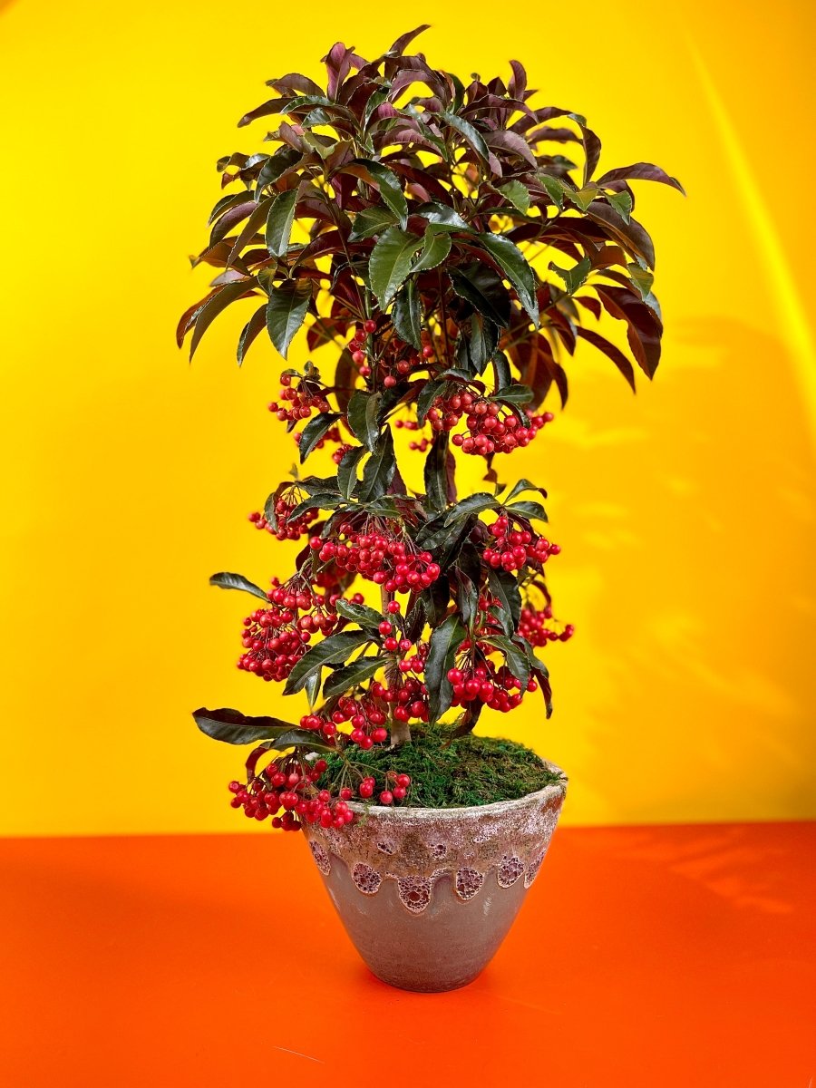 Berry Blissful Tree - Gifting plant - Tumbleweed Plants - Online Plant Delivery Singapore